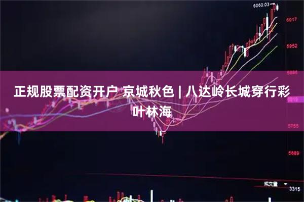 正规股票配资开户 京城秋色 | 八达岭长城穿行彩叶林海